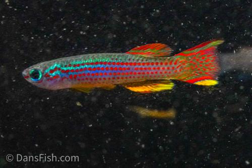 Red Stripe Killifish