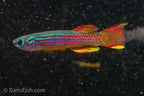 Red Stripe Killifish