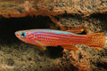 Red Stripe Killifish