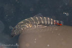 Red Tail Hillstream Loach