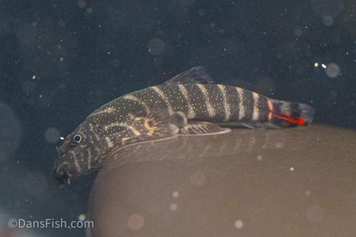 Red Tail Hillstream Loach