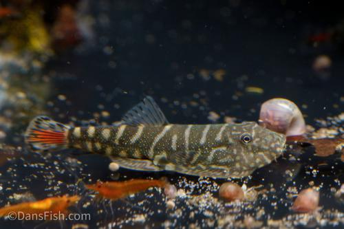 Red Tail Hillstream Loach