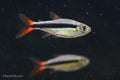 Red Tail Penguin Tetra 'Rio Teles Pires'