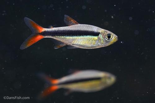 Red Tail Penguin Tetra 'Rio Teles Pires'
