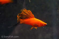 Red Wag Cauliflower High Fin Swordtail