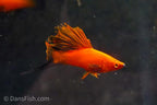 Red Wag Cauliflower High Fin Swordtail