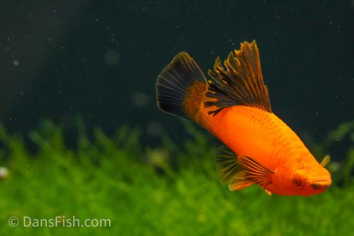 Red Wag Cauliflower High Fin Swordtail