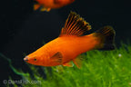 Red Wag Cauliflower High Fin Swordtail