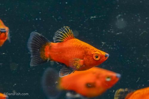 Red Wag Teacup Platy