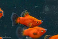 Red Wag Teacup Platy