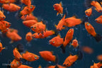 Red Wag Teacup Platy