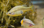 Redtail Goodeid