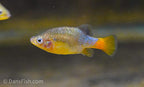 Redtail Goodeid