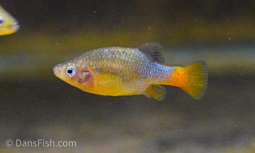 Redtail Goodeid