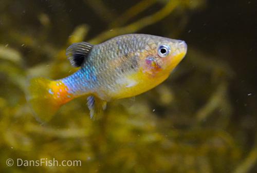 Redtail Goodeid