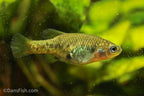 Redtail Goodeid