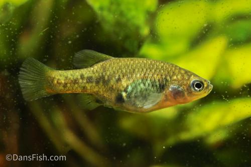 Redtail Goodeid