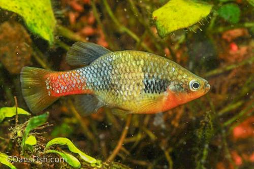 Redtail Goodeid