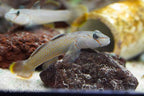 Rhinogobius henchuenensis