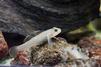 Rhinogobius henchuenensis