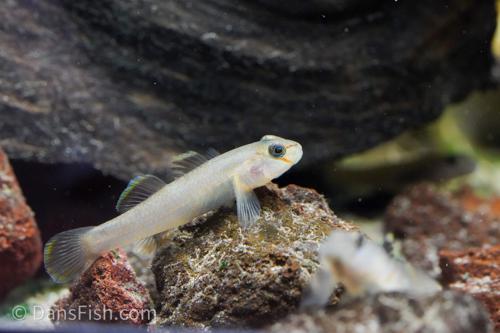 Rhinogobius henchuenensis