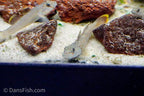 Rhinogobius henchuenensis
