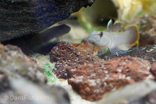 Rhinogobius henchuenensis