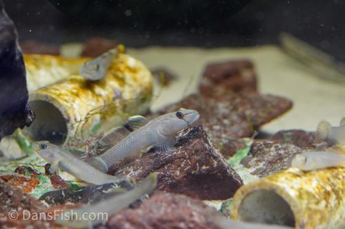 Rhinogobius henchuenensis
