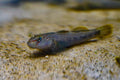 Rhinogobius nantaiensis