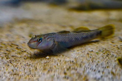 Rhinogobius nantaiensis