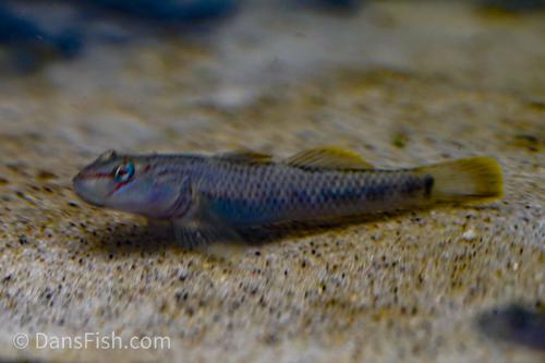 Rhinogobius nantaiensis