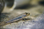 Rhinogobius similis