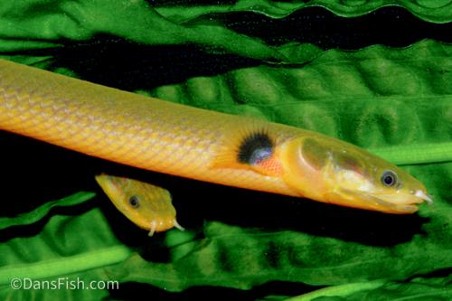 Rope Fish