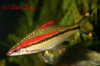 Roseline Barb