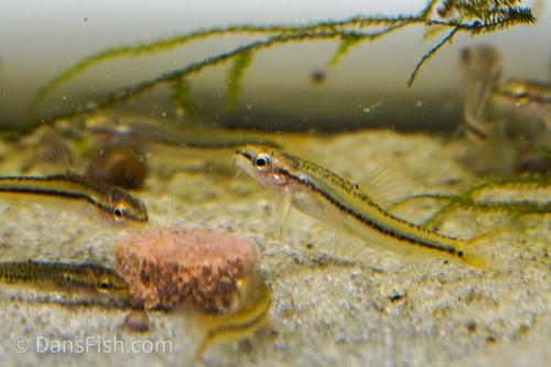 Rosy Loach