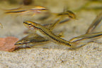 Rosy Loach