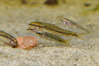 Rosy Loach