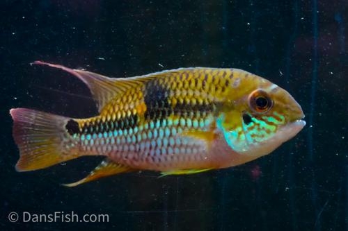 Royal Acara