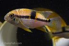 Royal Acara