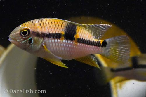 Royal Acara
