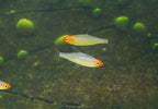 Rummynose Rasbora