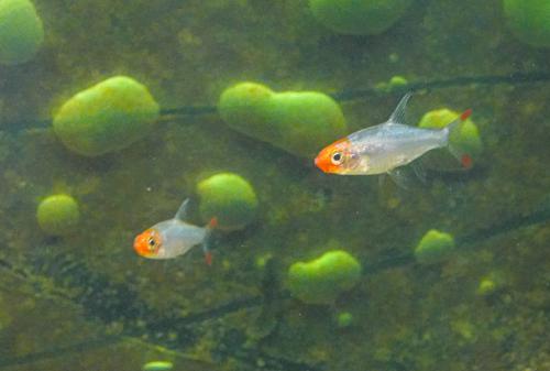 Rummynose Rasbora