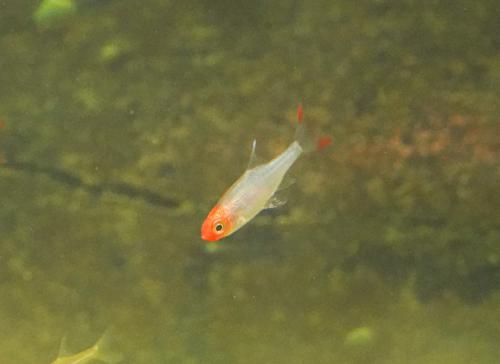 Rummynose Rasbora