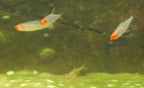 Rummynose Rasbora