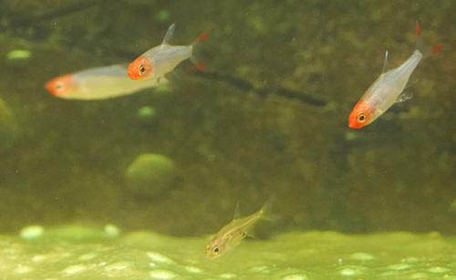 Rummynose Rasbora