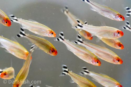 Rummynose Tetra