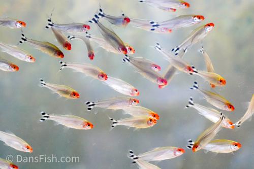 Rummynose Tetra