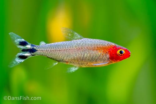 Rummynose Tetra