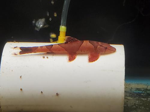 Saddled Hillstream Loach