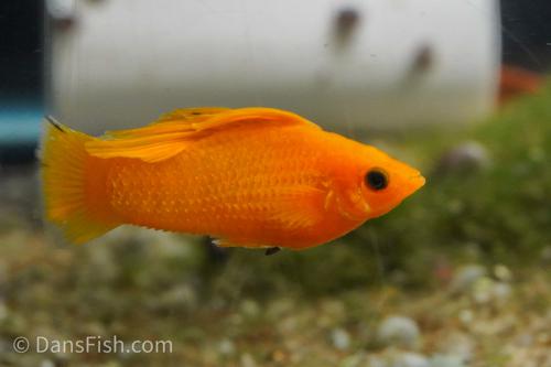 Saffron Orange Sailfin Molly